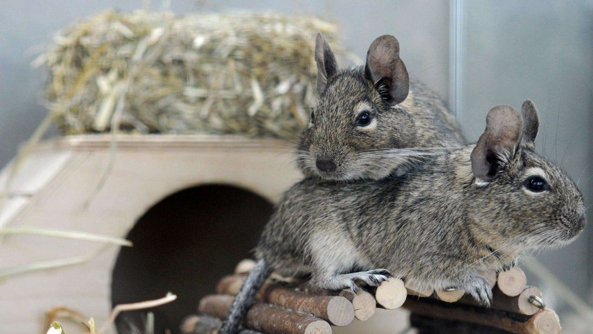 Сибирская шиншилла