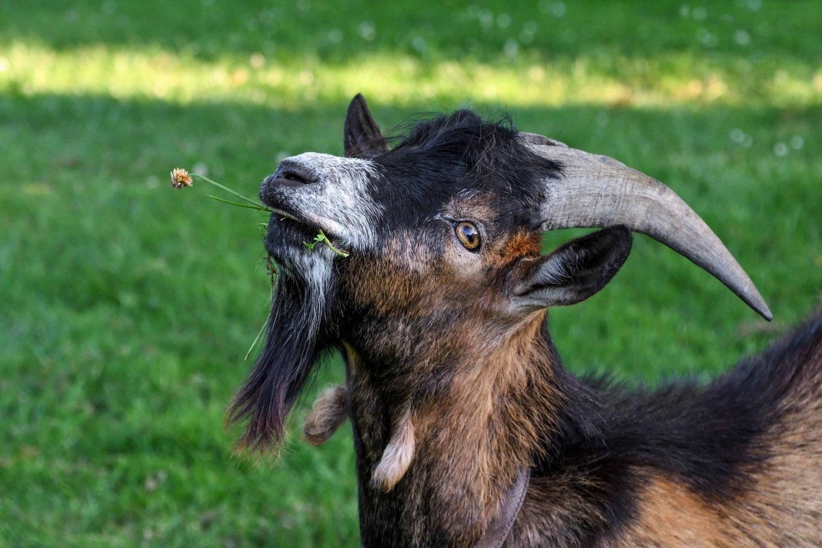 Козел жует траву