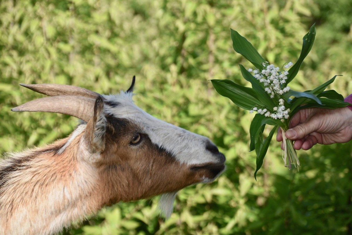 Степная коза