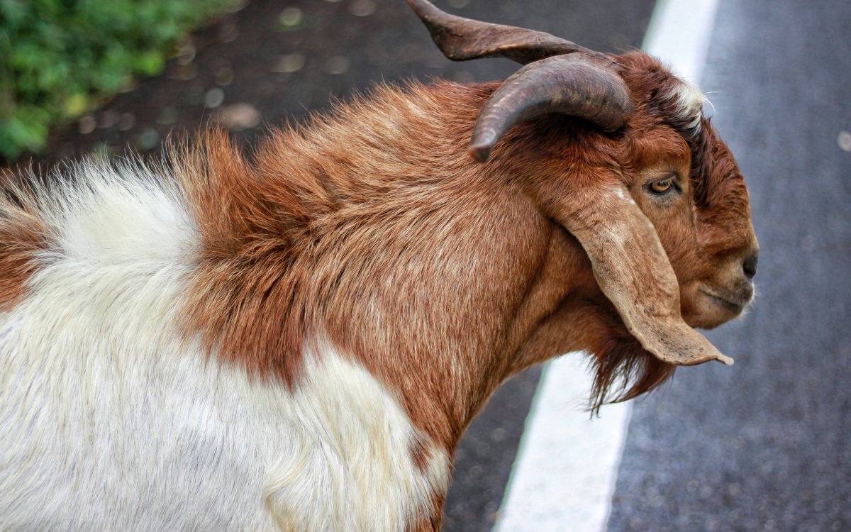 Нубийские козы с рогами