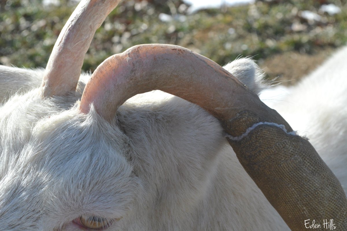 У козы есть рога