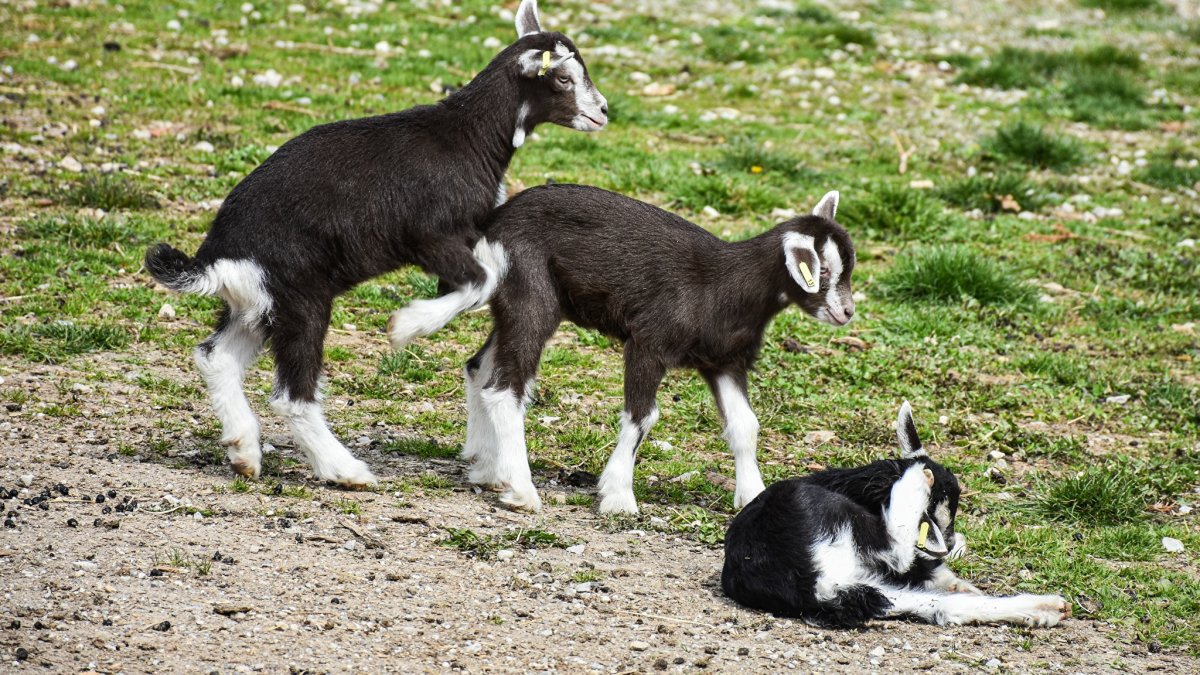 Фото козы на рабочий стол