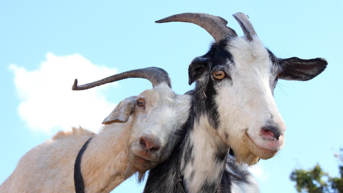 Упертая коза