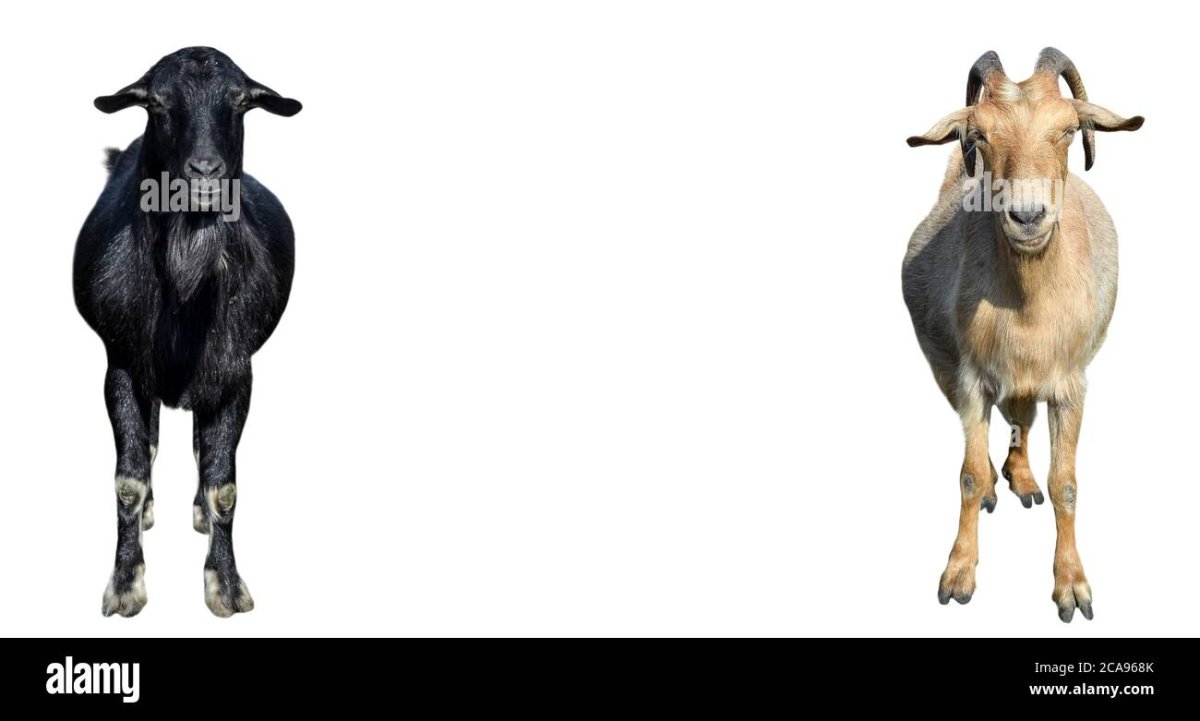 Ухо козы на белом фоне