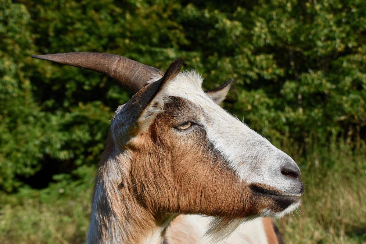 Козлятина животное