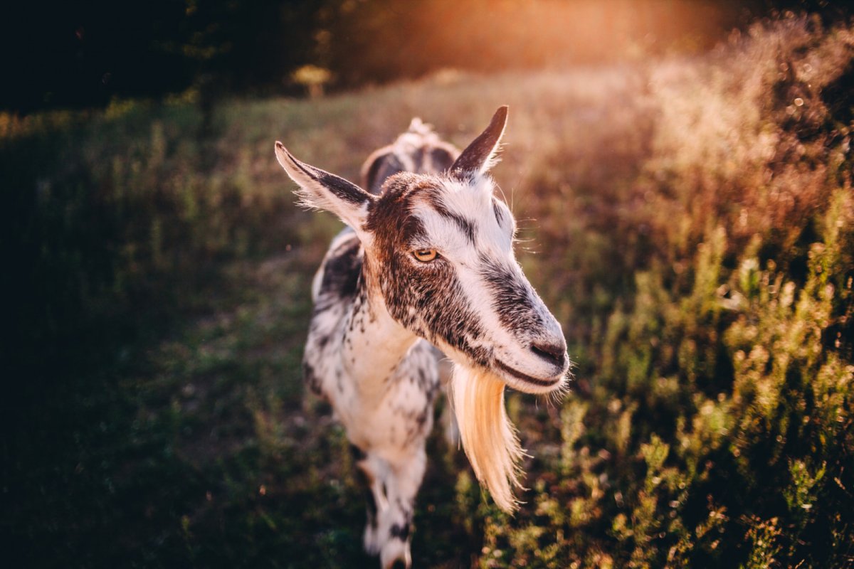 Обои на рабочий стол животные козочки