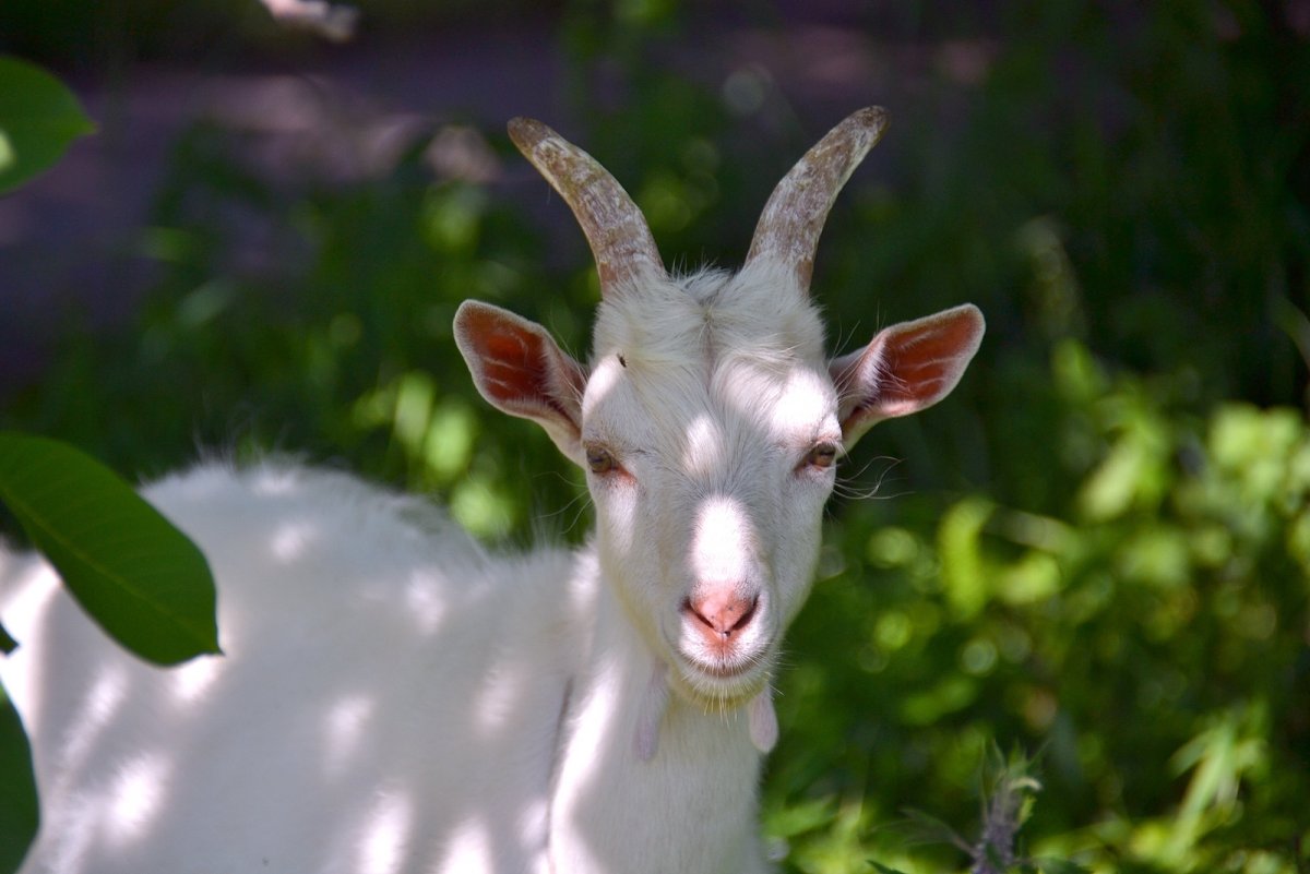 Домашние козы