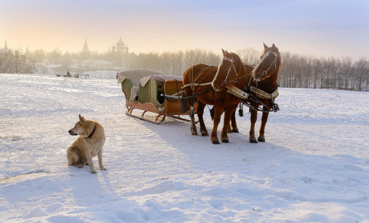 Лошади в деревне зимой