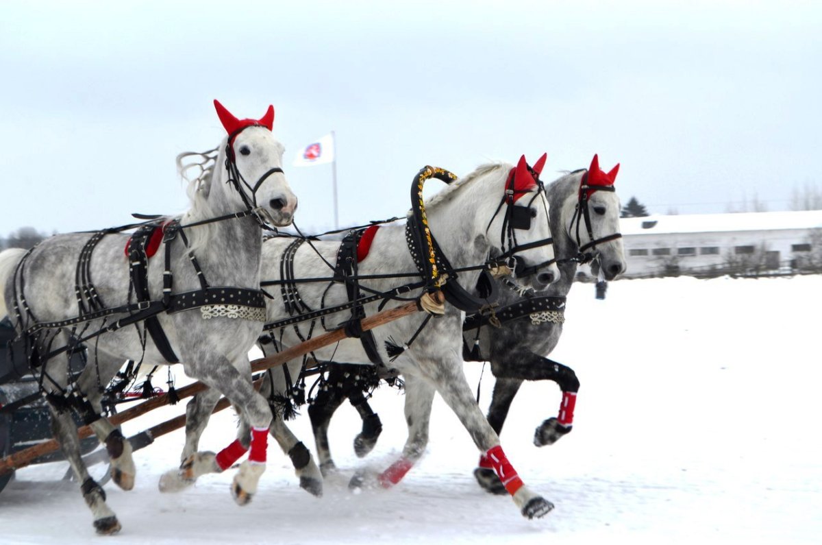 Тройка лошадей с санями