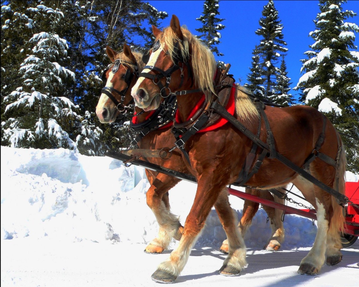 Зима сани лошади упряжка