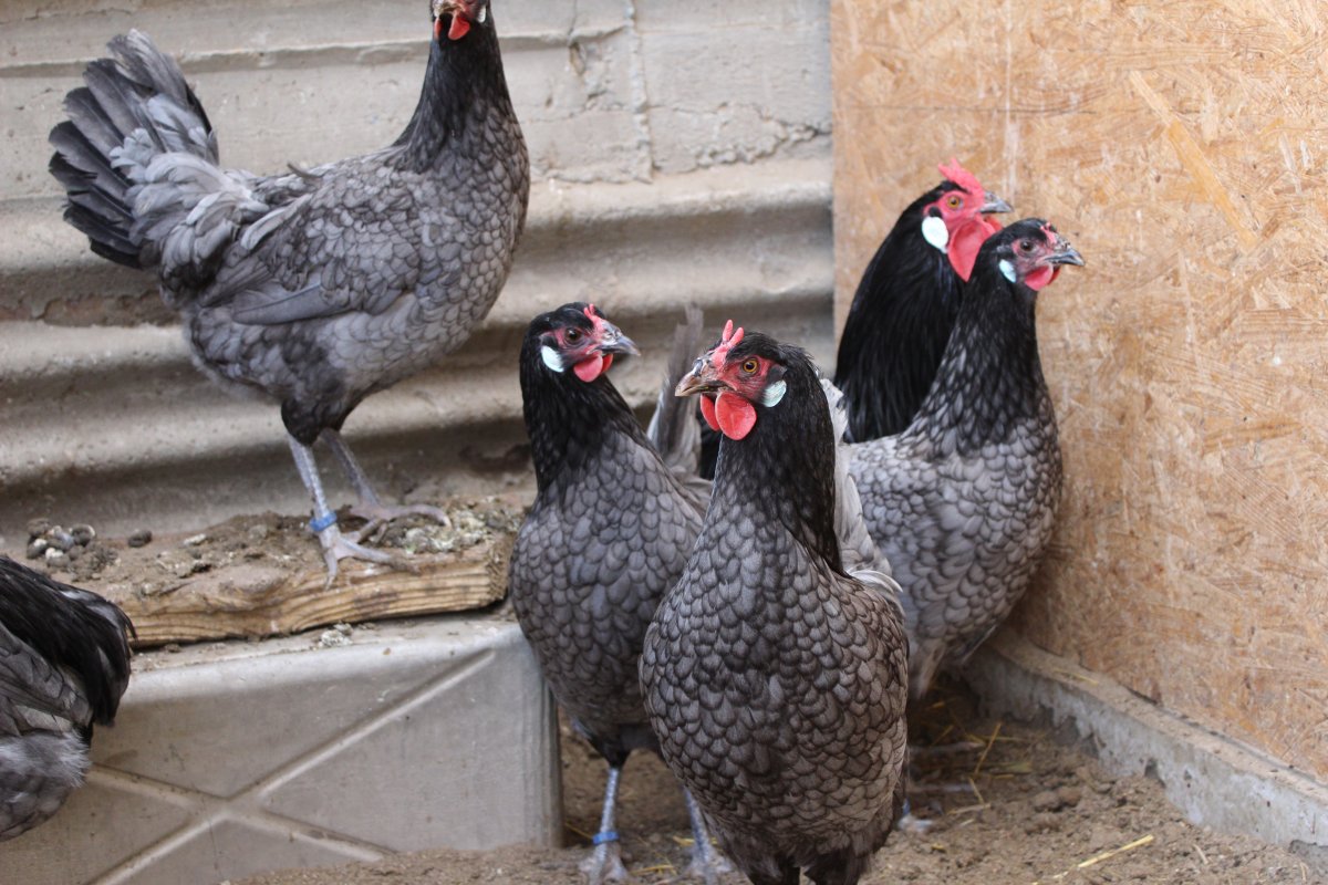 Легран куры