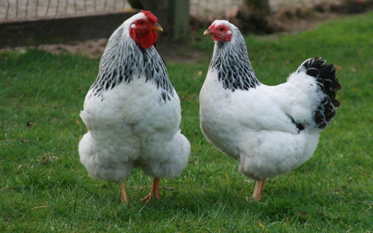 Фавероль лососевая