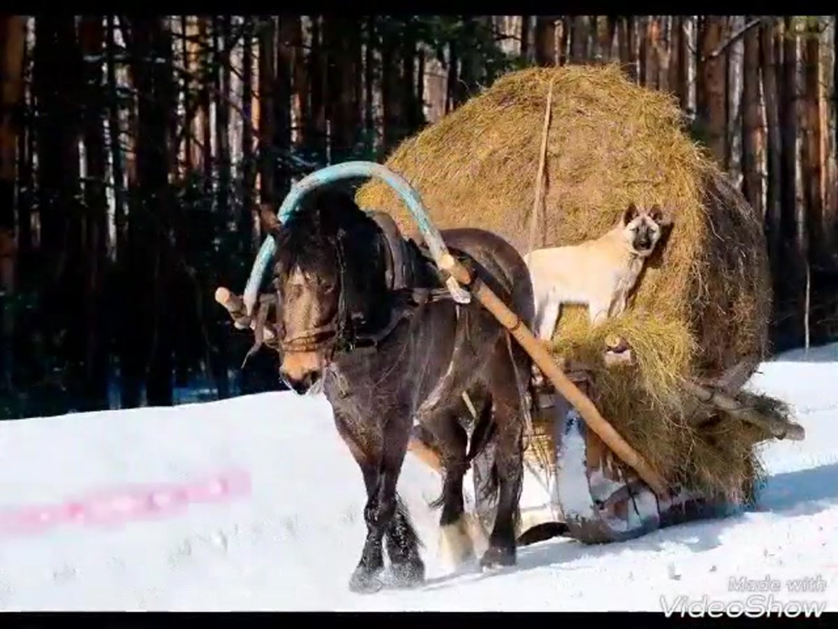 Лошадь с возом сена