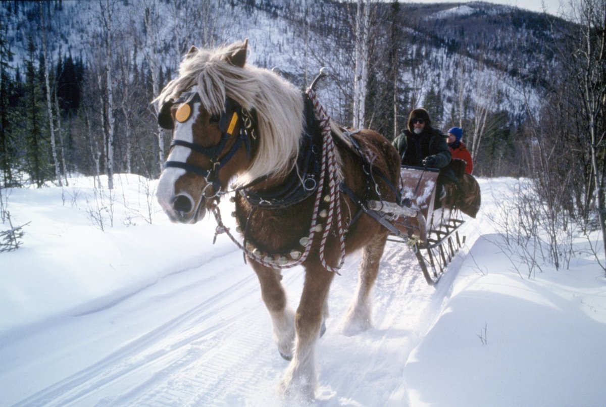 Лошадь в упряжке по снегу