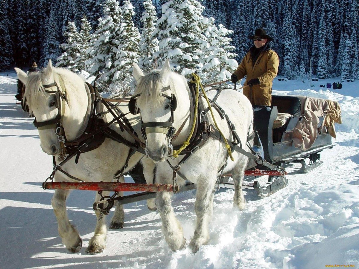 Зимняя упряжка лошадей