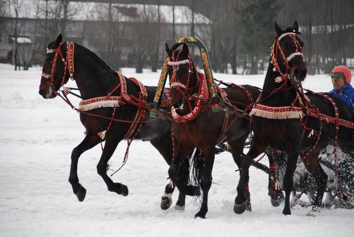 Упряжь для тройки