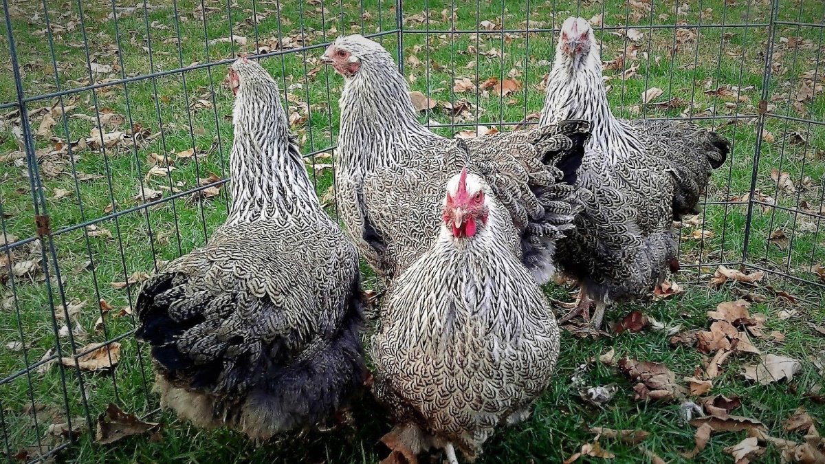 Хайленд Уайт куры