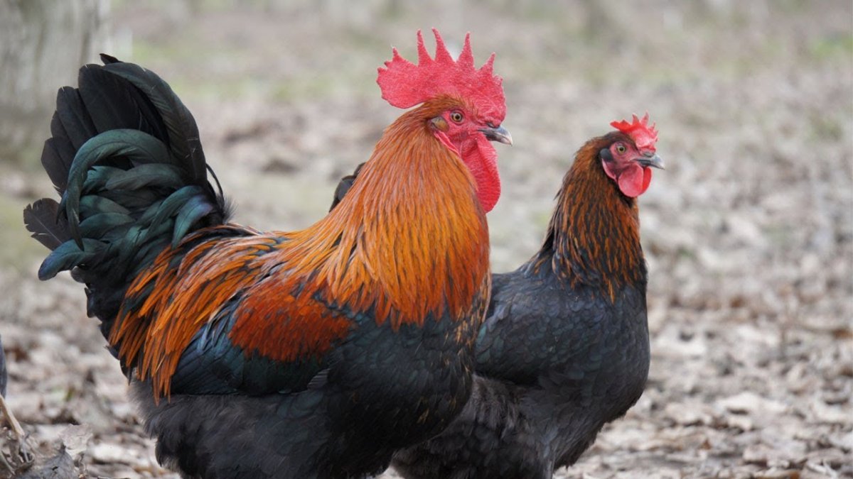 Леггорн Браун