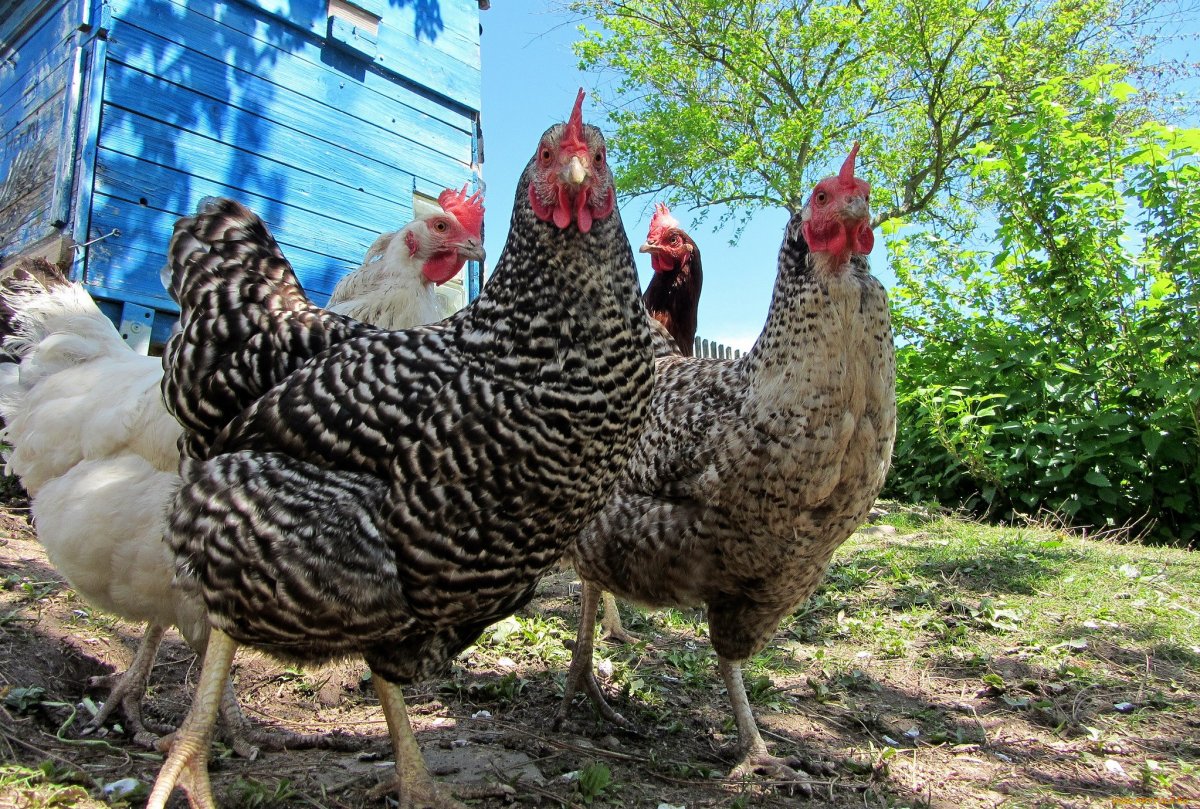 Белый петух