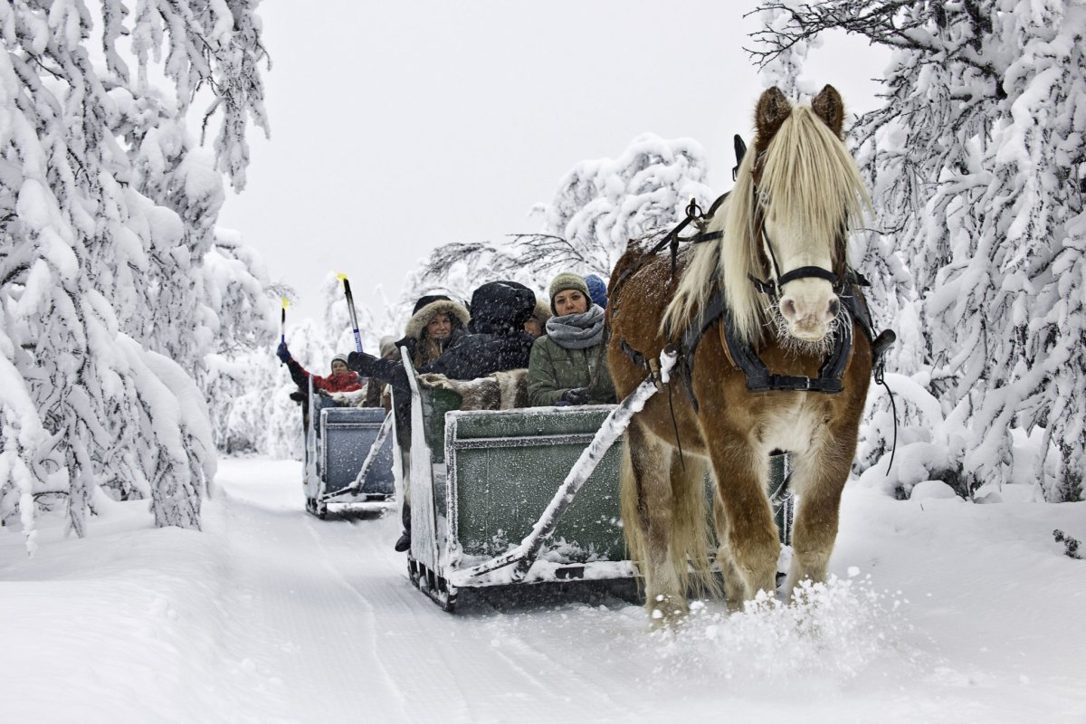 Лошадь с санями зимой