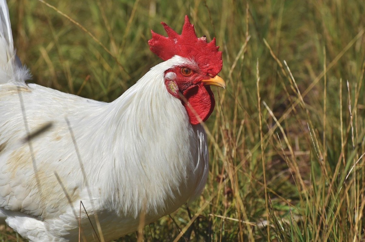 Лоррейн порода куриц