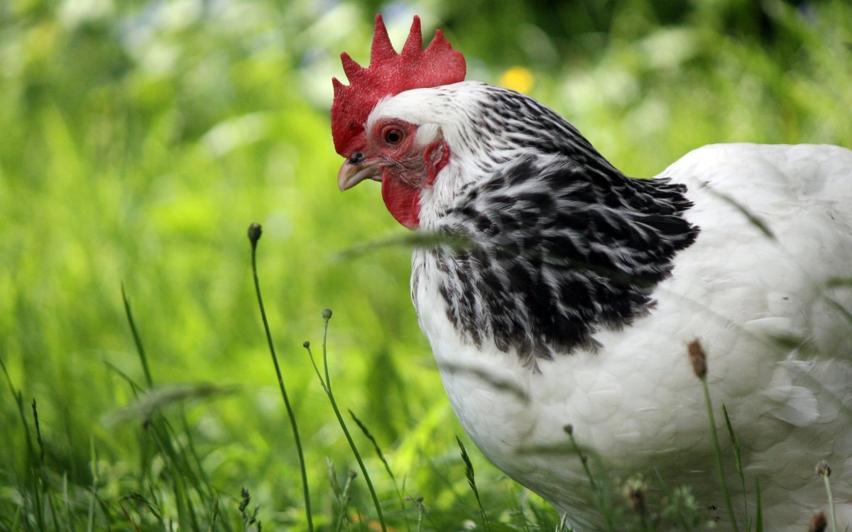 Йокогамский петух Феникс