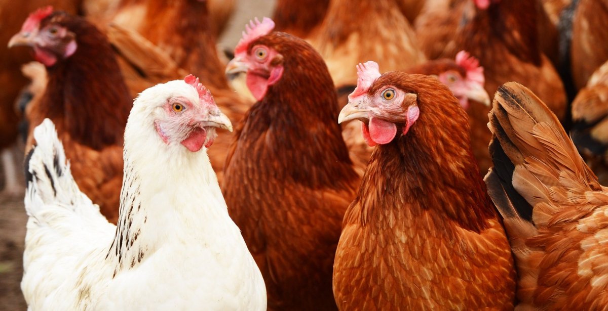 Цветной бройлер мастер грей