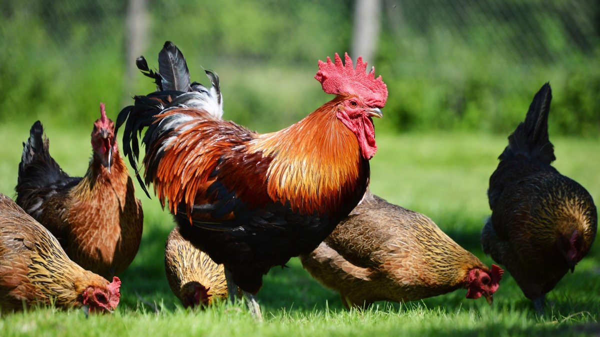 Бойцовский петух