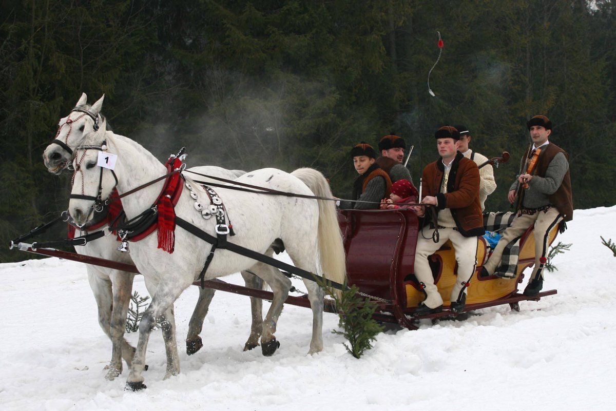 Лошадь в санях