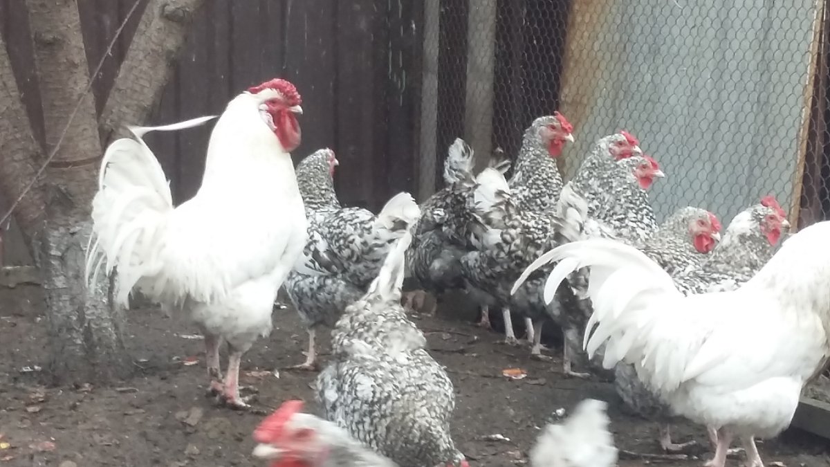 Петух Маран черно медный