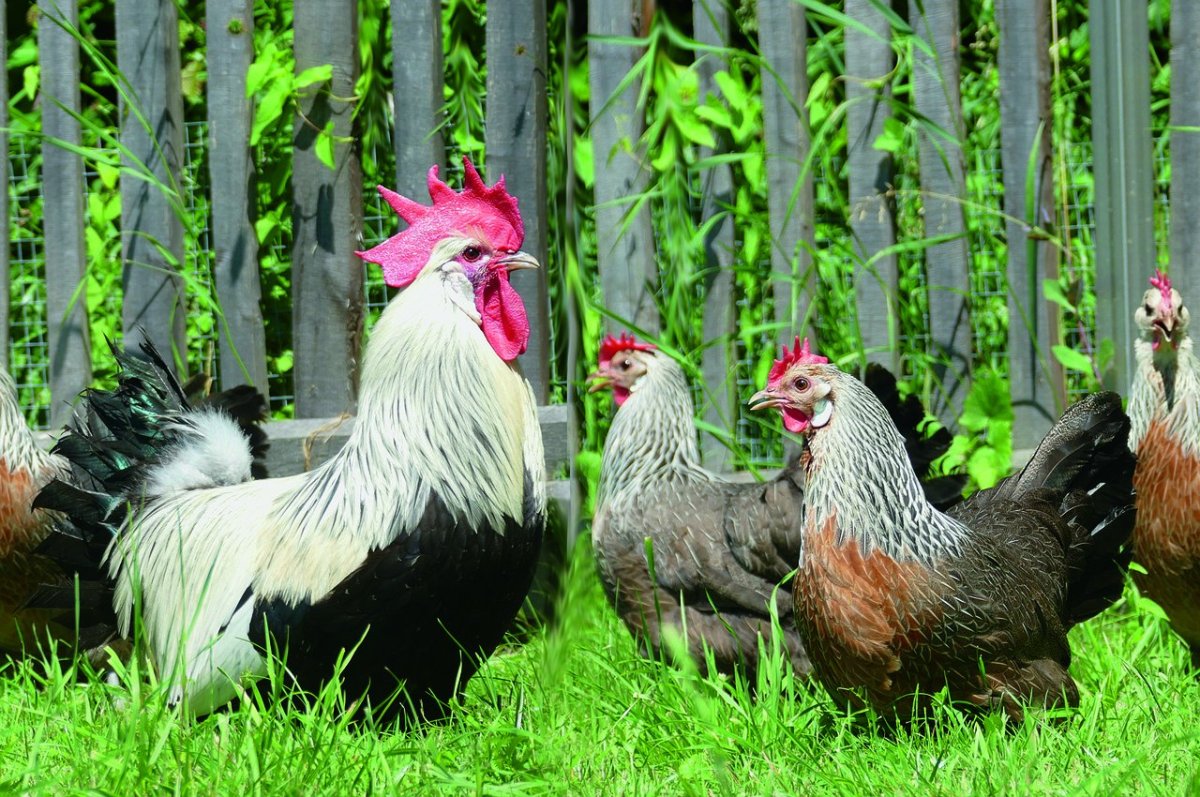 Люкендази порода кур