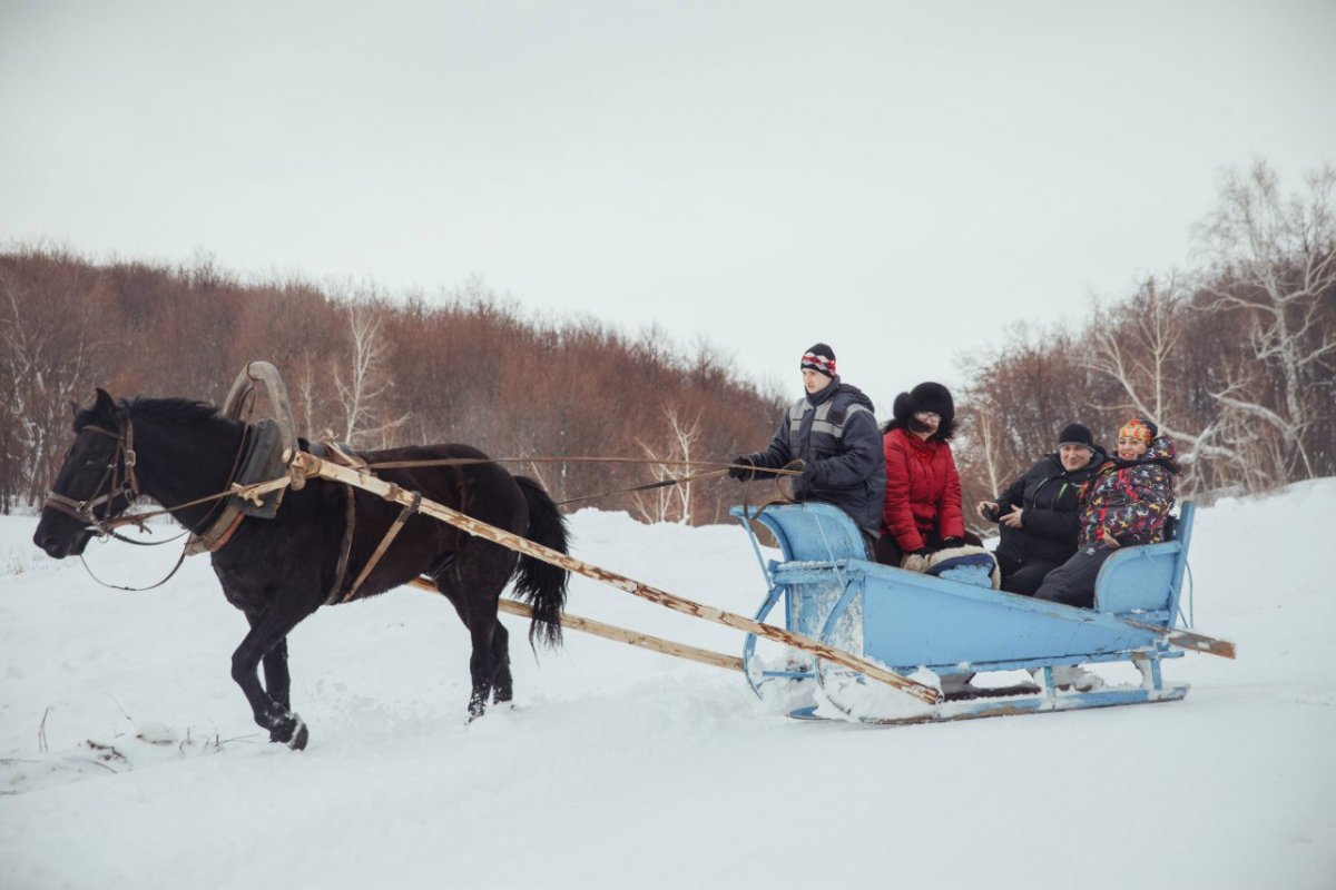 Сани гужевые