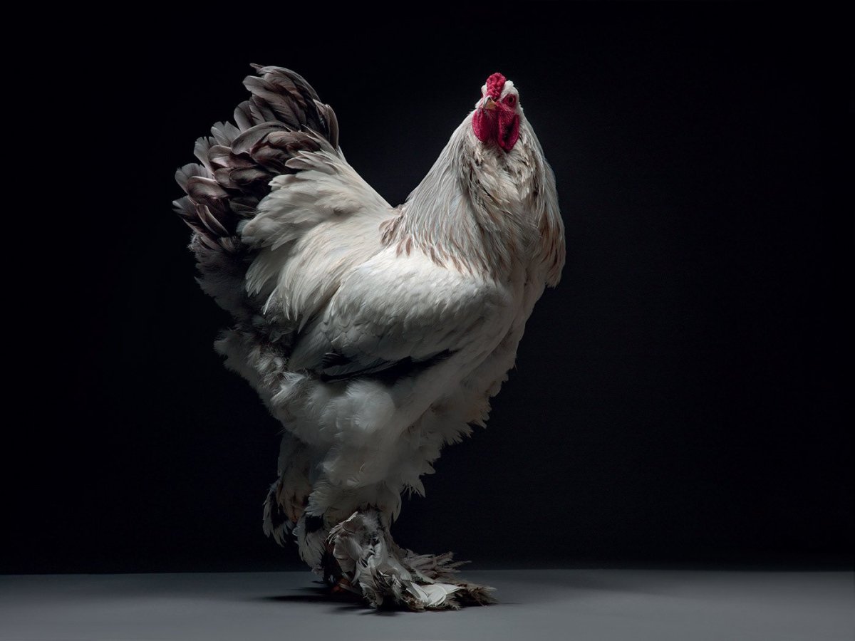 Лакеданзи серебро порода кур