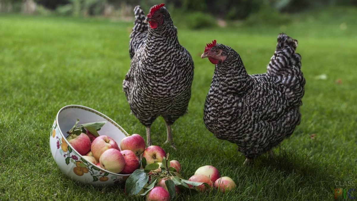 Араукана порода