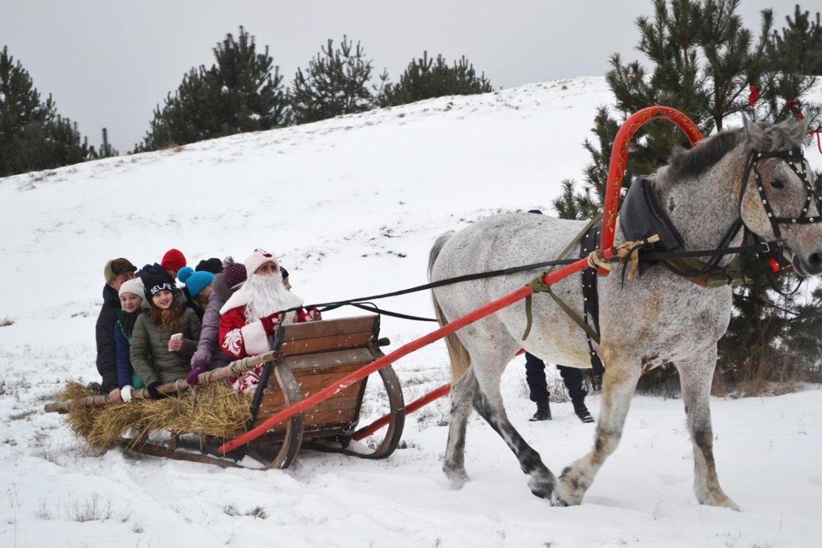 Лошадь с санями