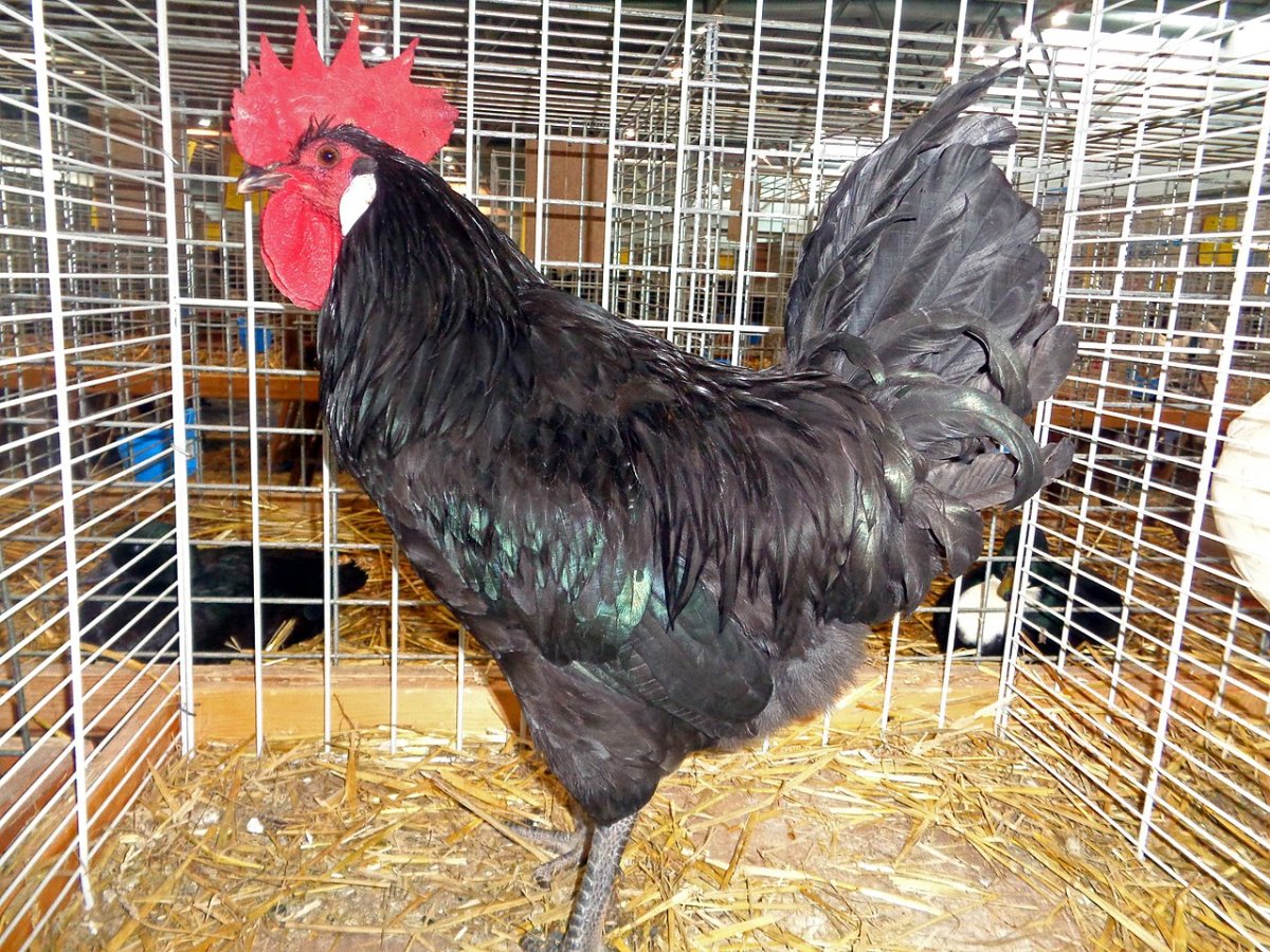 Красивые куры