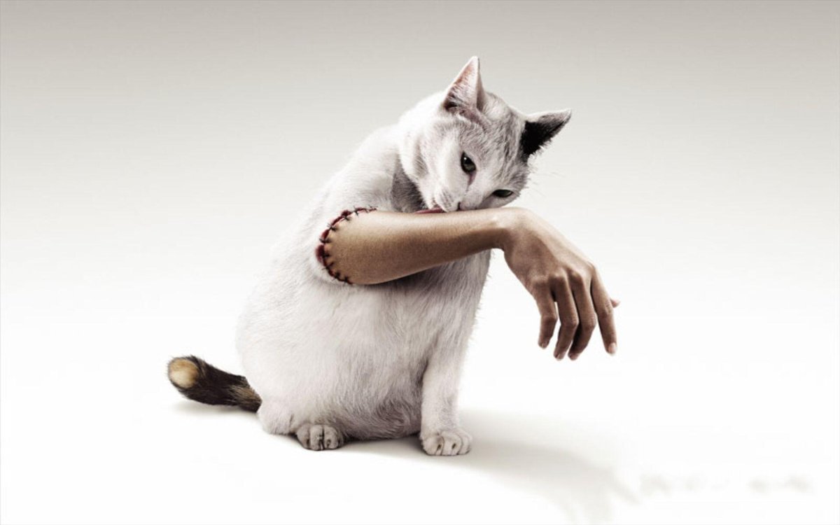 Креативный котик