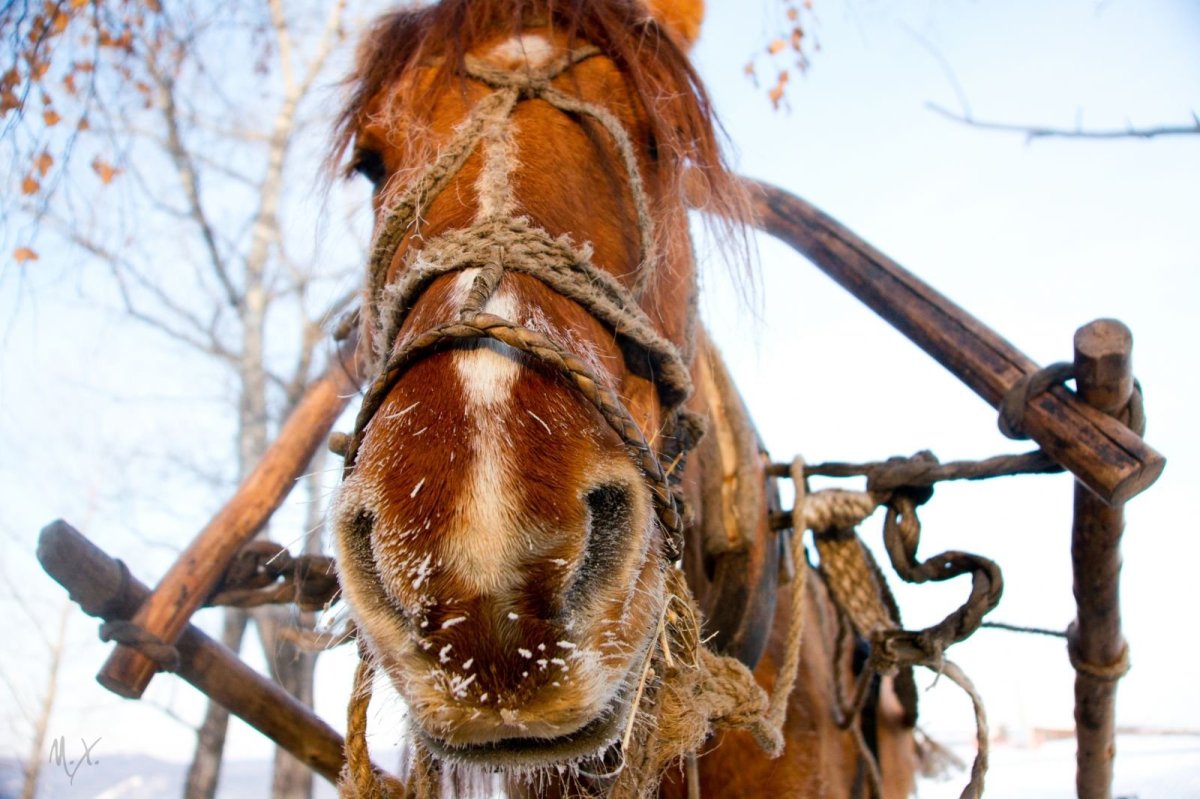 Морда лошади зимой