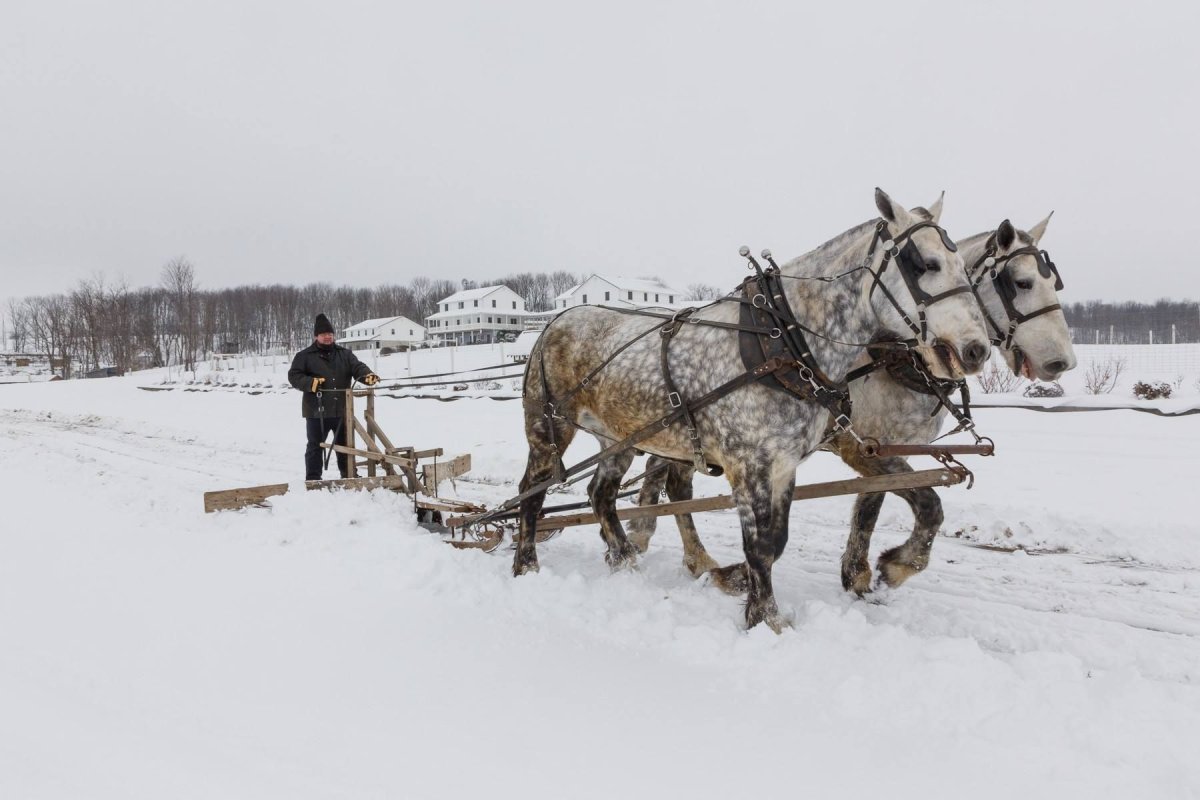 Снегоочиститель для лошади
