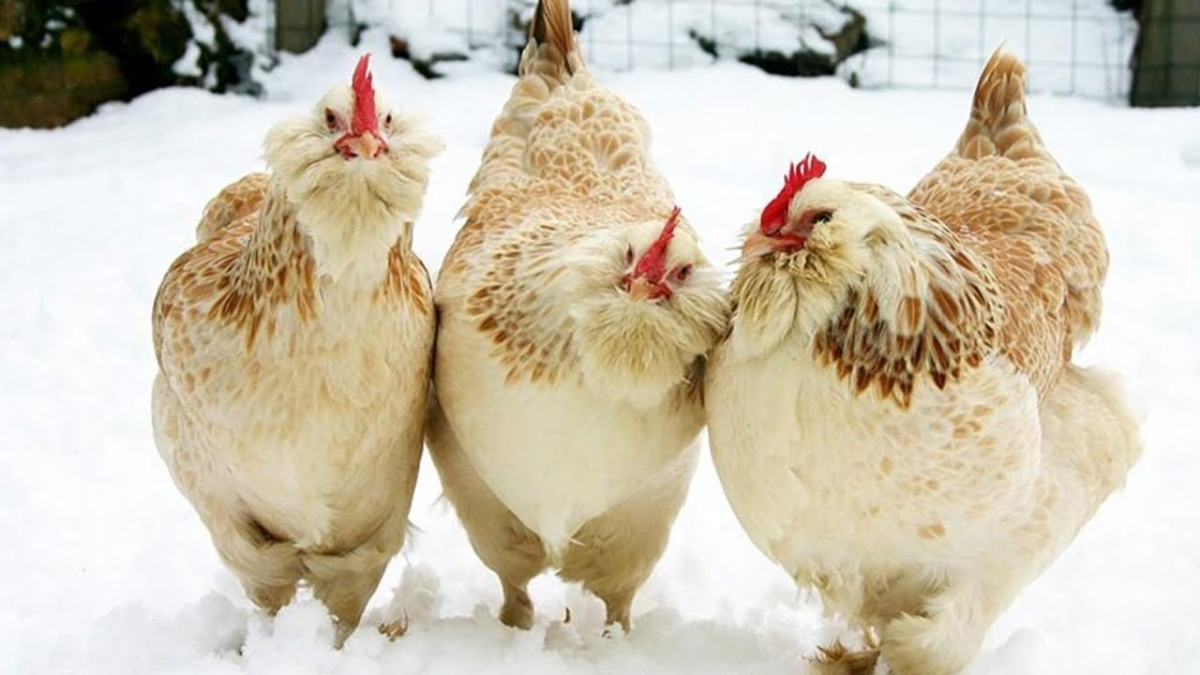 Куры Ломан Браун