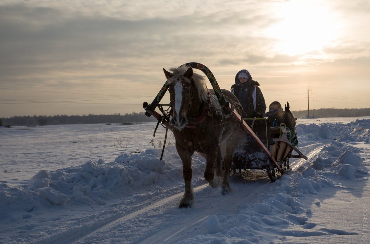 Лошадь с санями