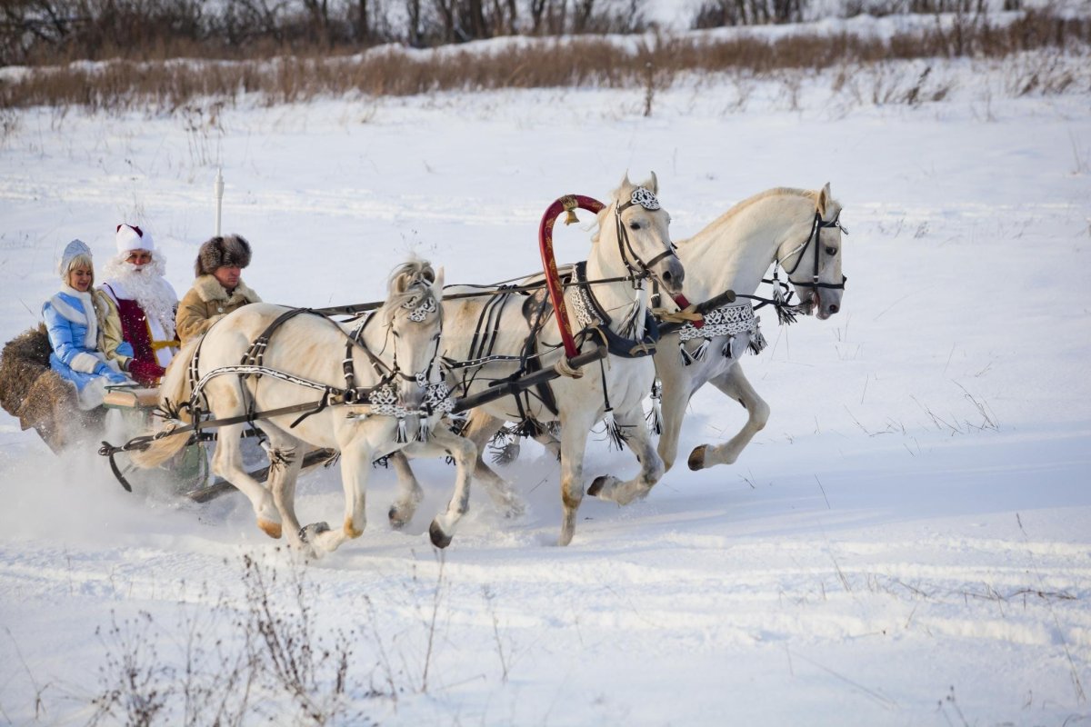 Упряжка для лошади