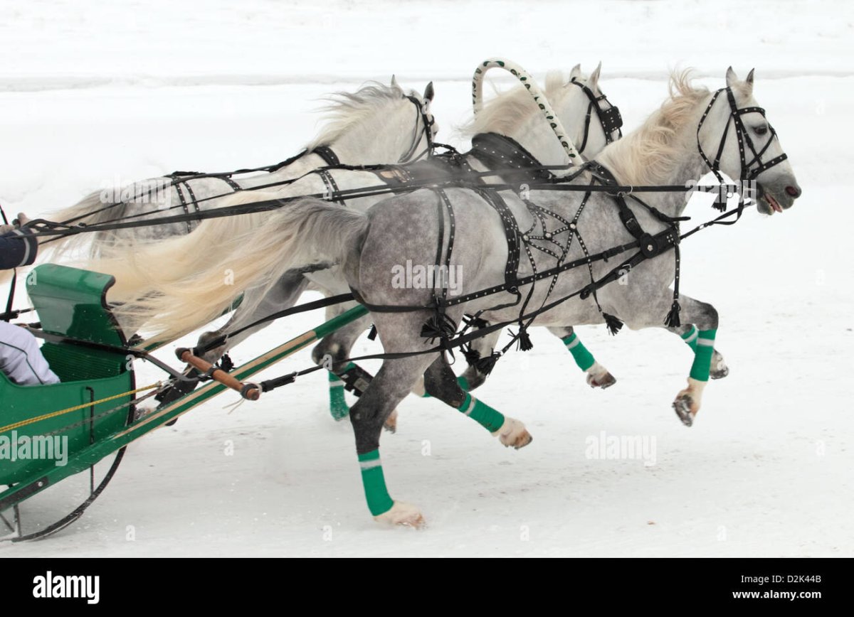 Лошадь с санями с сзади