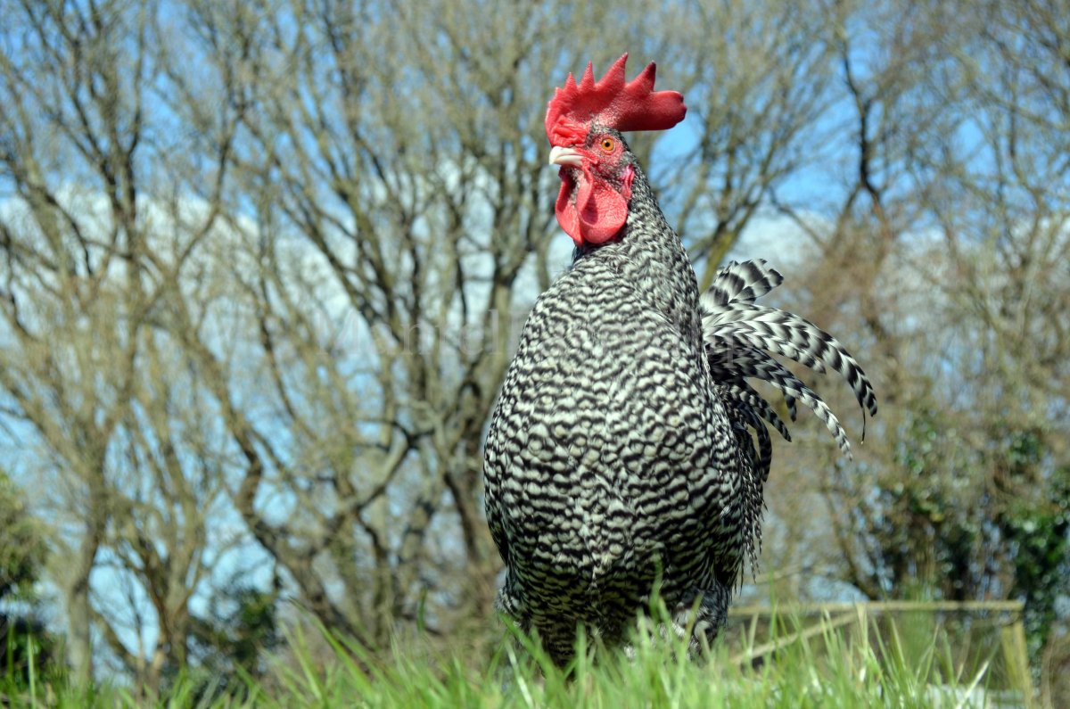 Барбезье порода