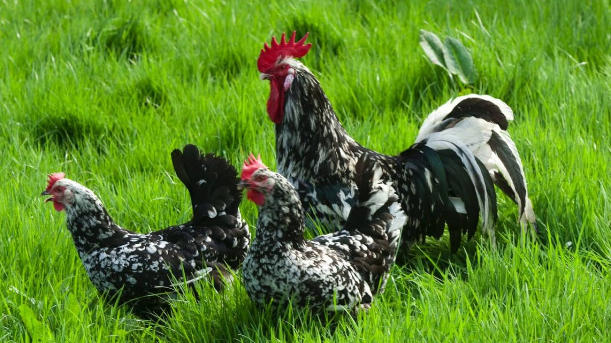 Монти Транчеллини