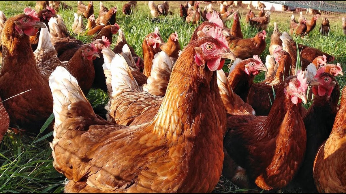 Падуан курчавый