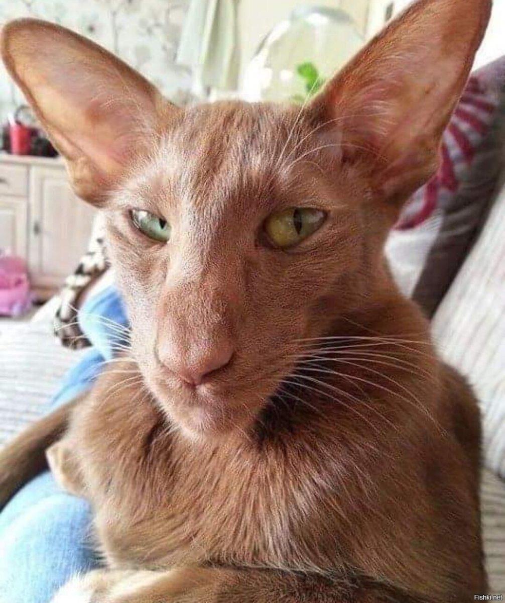 Кот грузин порода Ориентал