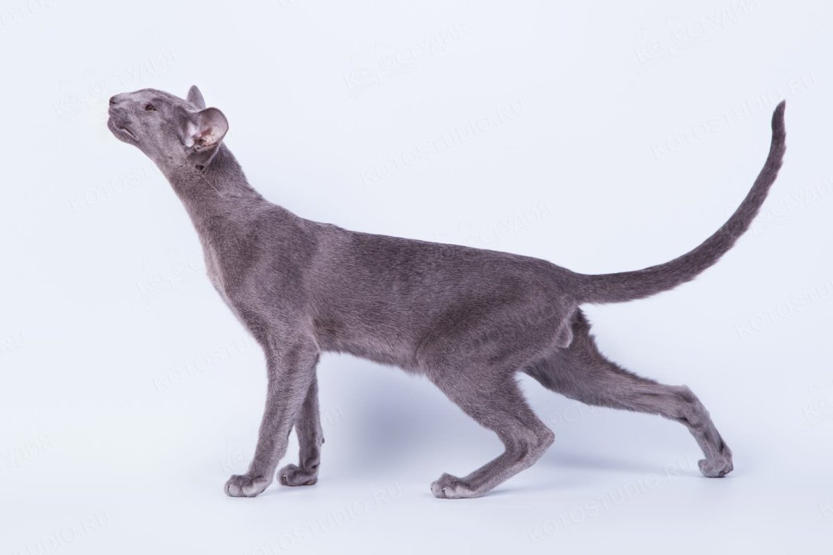 Лысая кошка сфинкс