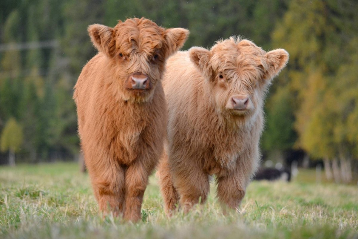 Хайлендская корова Шотландия