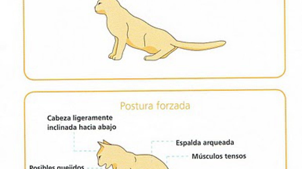 Смешные коты худые